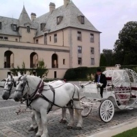 Dream-Horse-Carriage-Company-NY-Horse-Drawn-Carriages