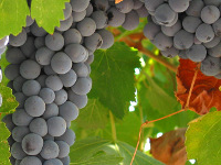 vineyards and wineries new york