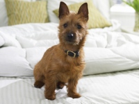 pet friendly hotels new york