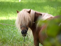 Pony Ride Parties NY