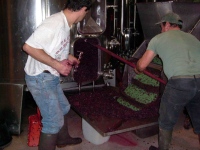 wine making new york