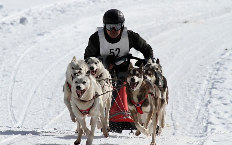 dog sledding in new york